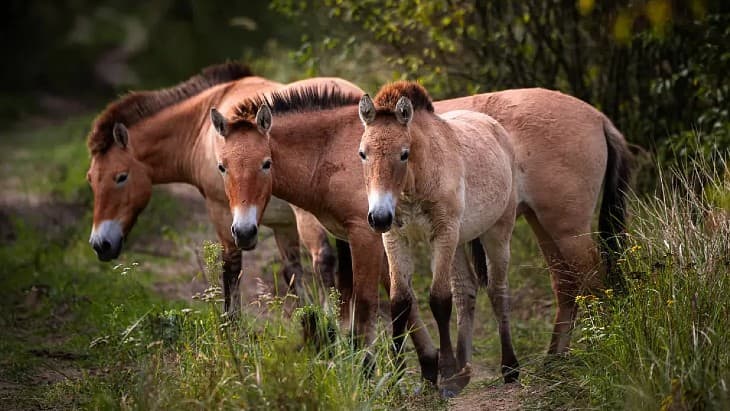 Chernobyl at 40: Wildlife and Science in the Exclusion Zone cover